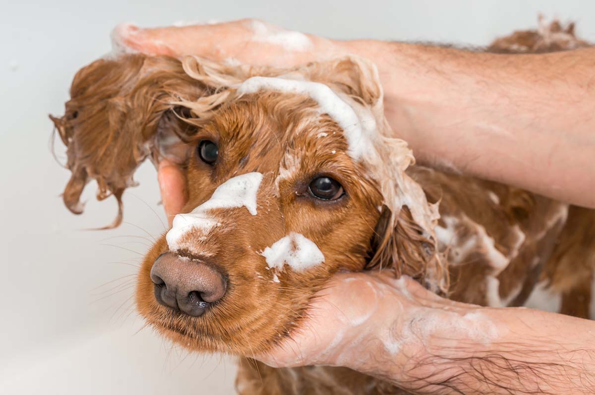 TAILORED CARE WHY USING DOG SHAMPOO FOR YOUR FURRY FRIEND IS ESSENTIA Islandpup